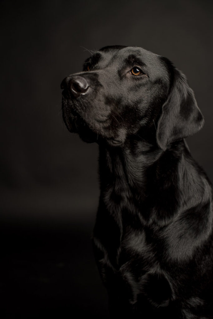 Fotoshooting eines Labradords im Fotostudio in Obwalden