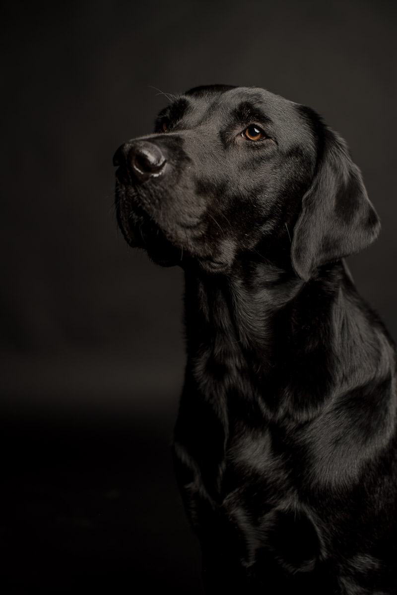 Fotoshooting Labrador in Fotostudio Fotoshooting eines Labradords im Fotostudio in Obwalden
