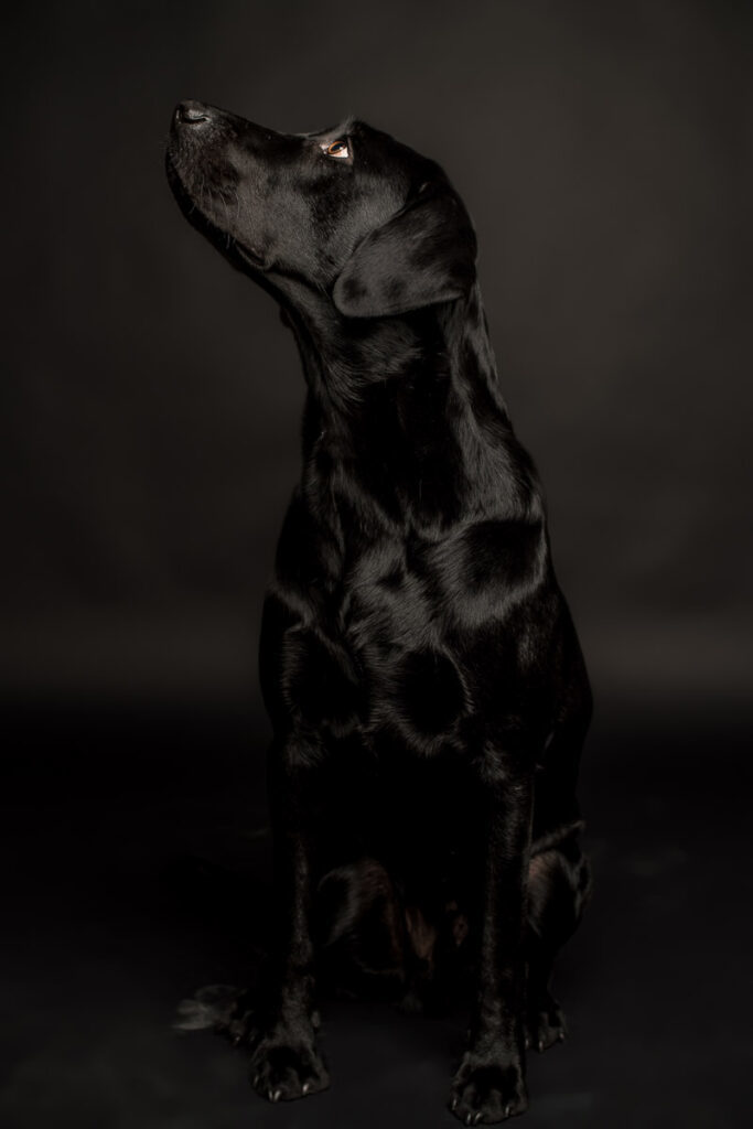 Fotoshooting eines Labradords im Fotostudio in Obwalden