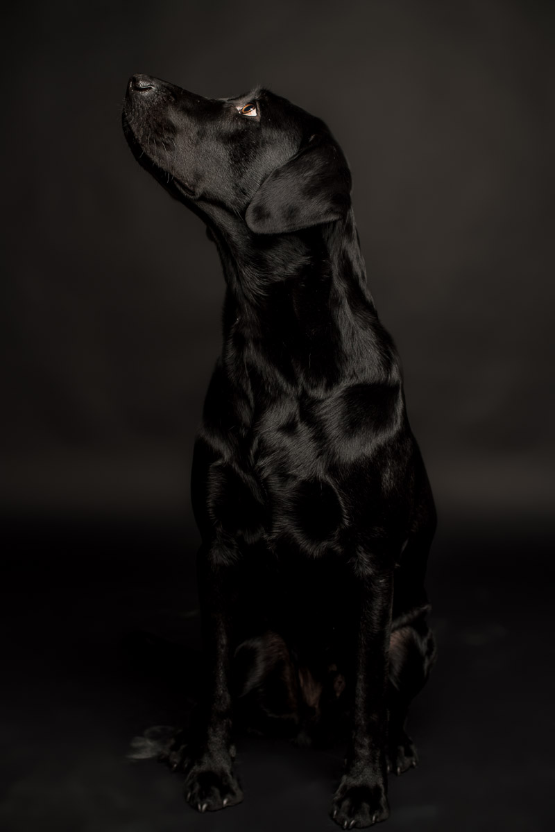 Fotoshooting Labrador in Fotostudio Fotoshooting eines Labradords im Fotostudio in Obwalden