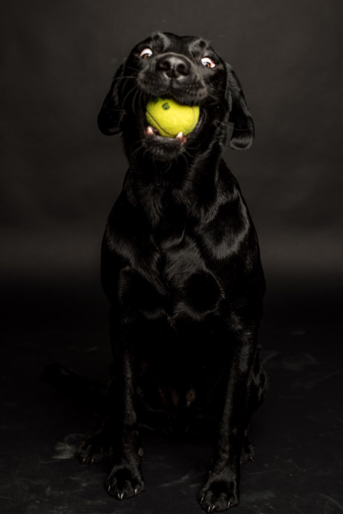 Fotoshooting eines Labradords im Fotostudio in Obwalden