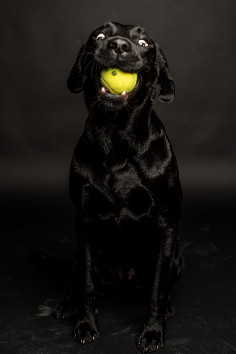 Fotoshooting Labrador in Fotostudio Fotoshooting eines Labradords im Fotostudio in Obwalden