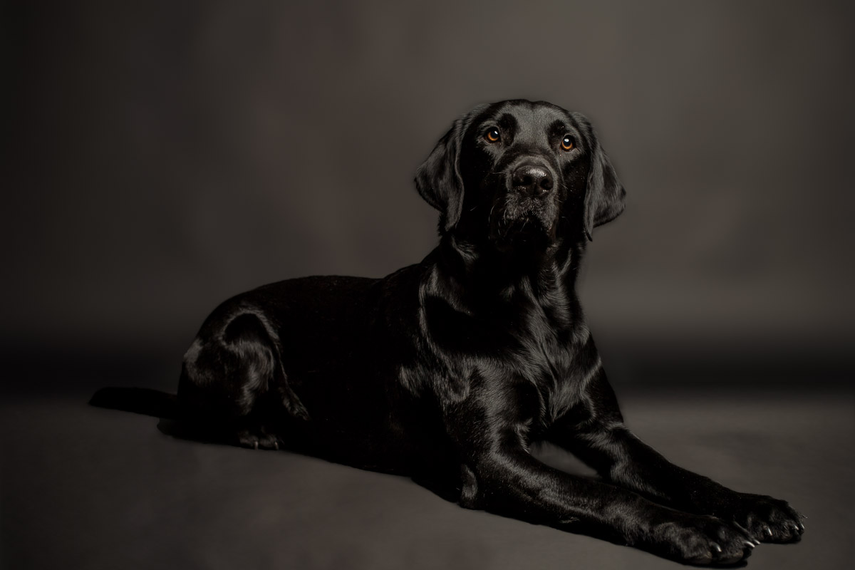 Fotoshooting Labrador in Fotostudio Fotoshooting eines Labradords im Fotostudio in Obwalden
