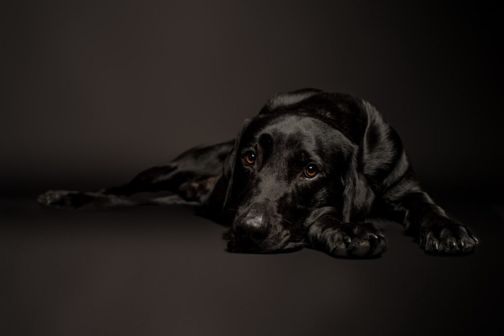 Fotoshooting eines Labradords im Fotostudio in Obwalden