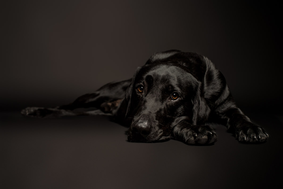 Fotoshooting Labrador in Fotostudio Fotoshooting eines Labradords im Fotostudio in Obwalden