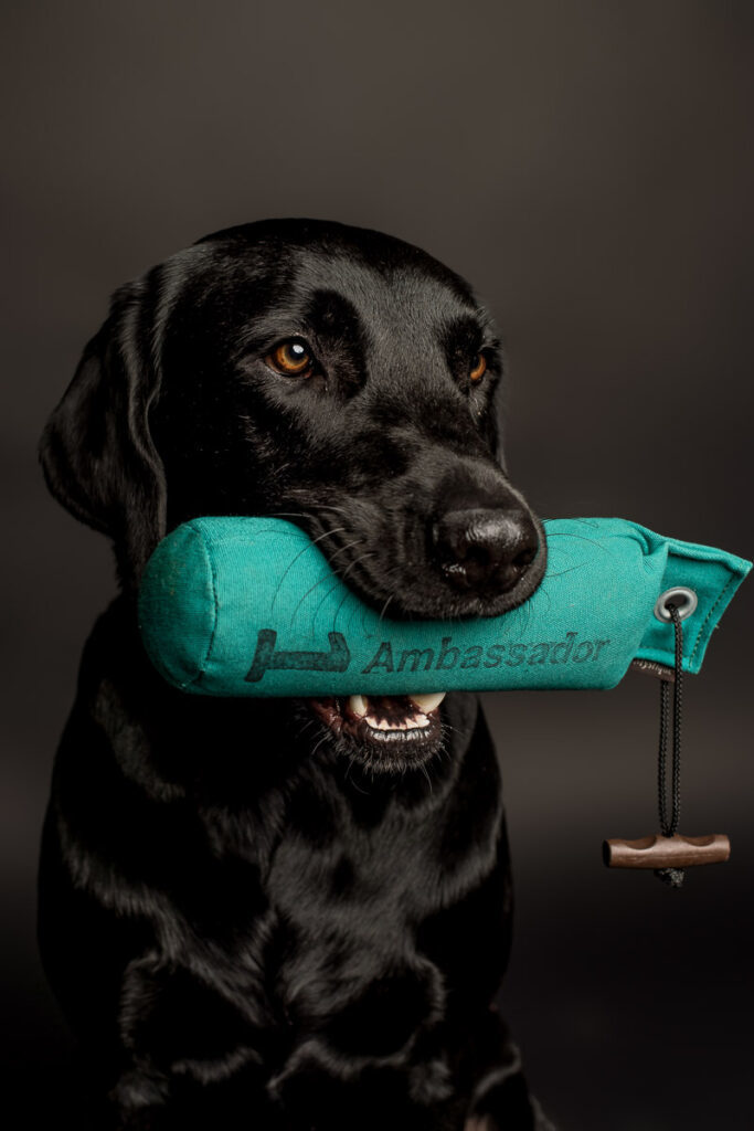 Fotoshooting eines Labradords im Fotostudio in Obwalden