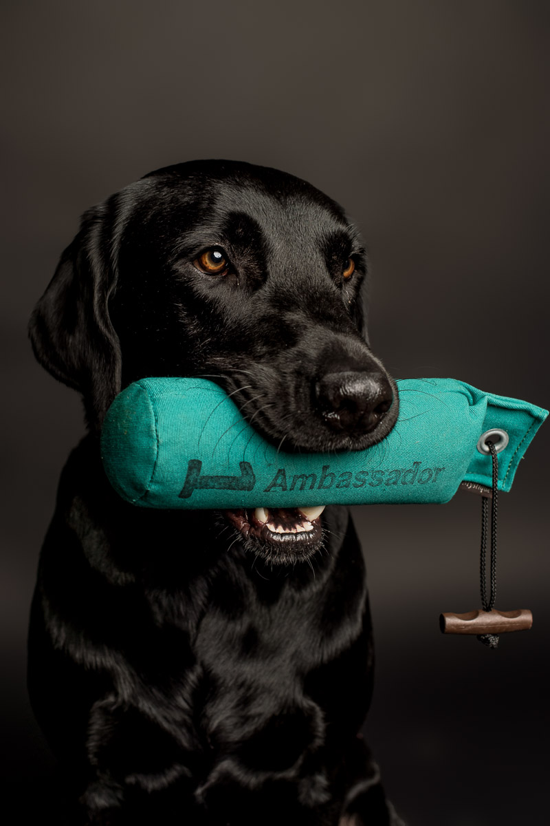 Fotoshooting Labrador in Fotostudio Fotoshooting eines Labradords im Fotostudio in Obwalden