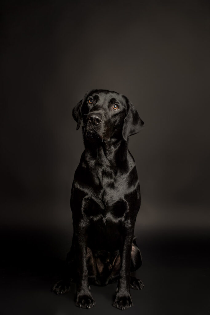 Fotoshooting eines Labradords im Fotostudio in Obwalden