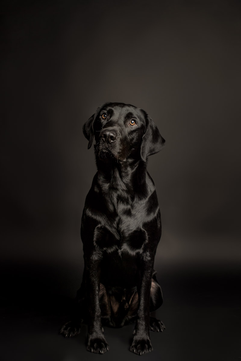Fotoshooting Labrador in Fotostudio Fotoshooting eines Labradords im Fotostudio in Obwalden