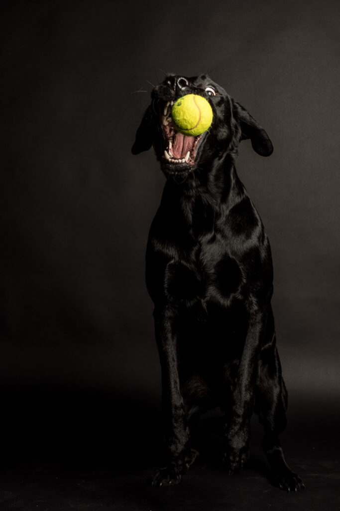 Fotoshooting eines Labradords im Fotostudio in Obwalden