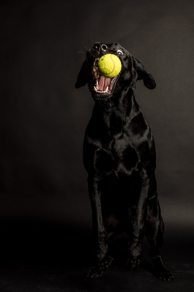 Fotoshooting Labrador in Fotostudio Fotoshooting eines Labradords im Fotostudio in Obwalden