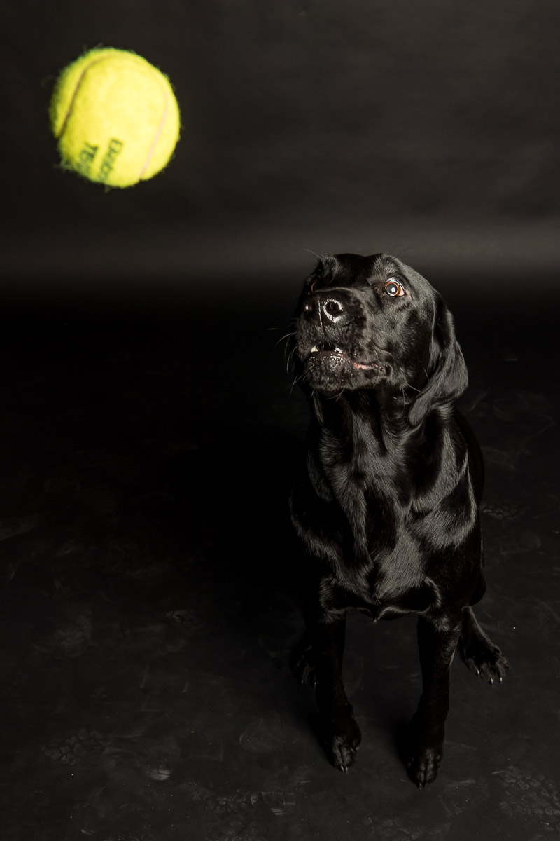 Fotoshooting Labrador in Fotostudio Fotoshooting eines Labradords im Fotostudio in Obwalden