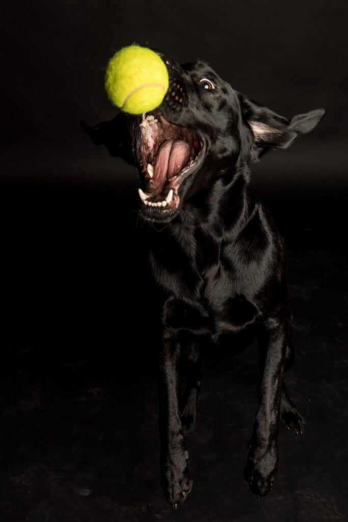 Fotoshooting eines Labradords im Fotostudio in Obwalden