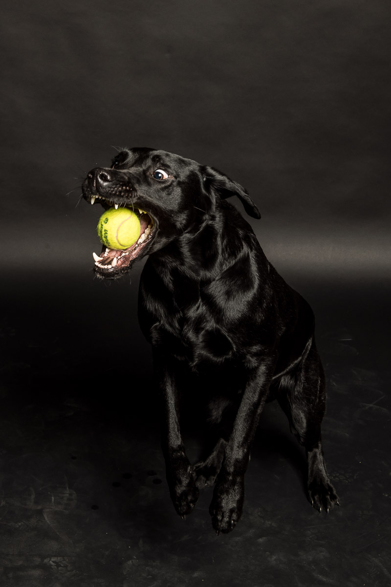 Fotoshooting Labrador in Fotostudio Fotoshooting eines Labradords im Fotostudio in Obwalden