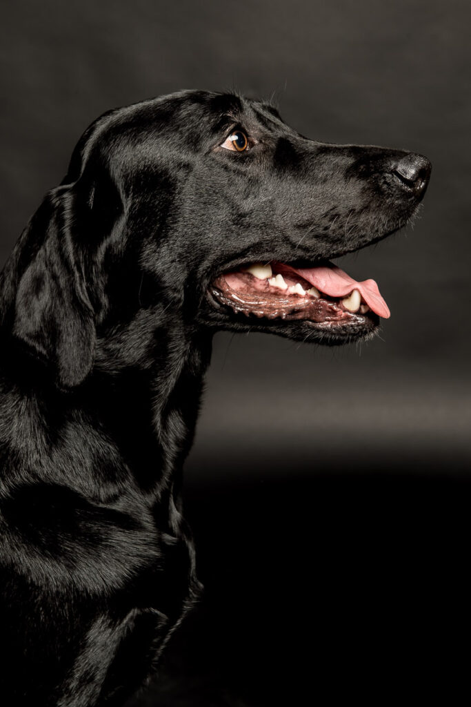 Fotoshooting eines Labradords im Fotostudio in Obwalden