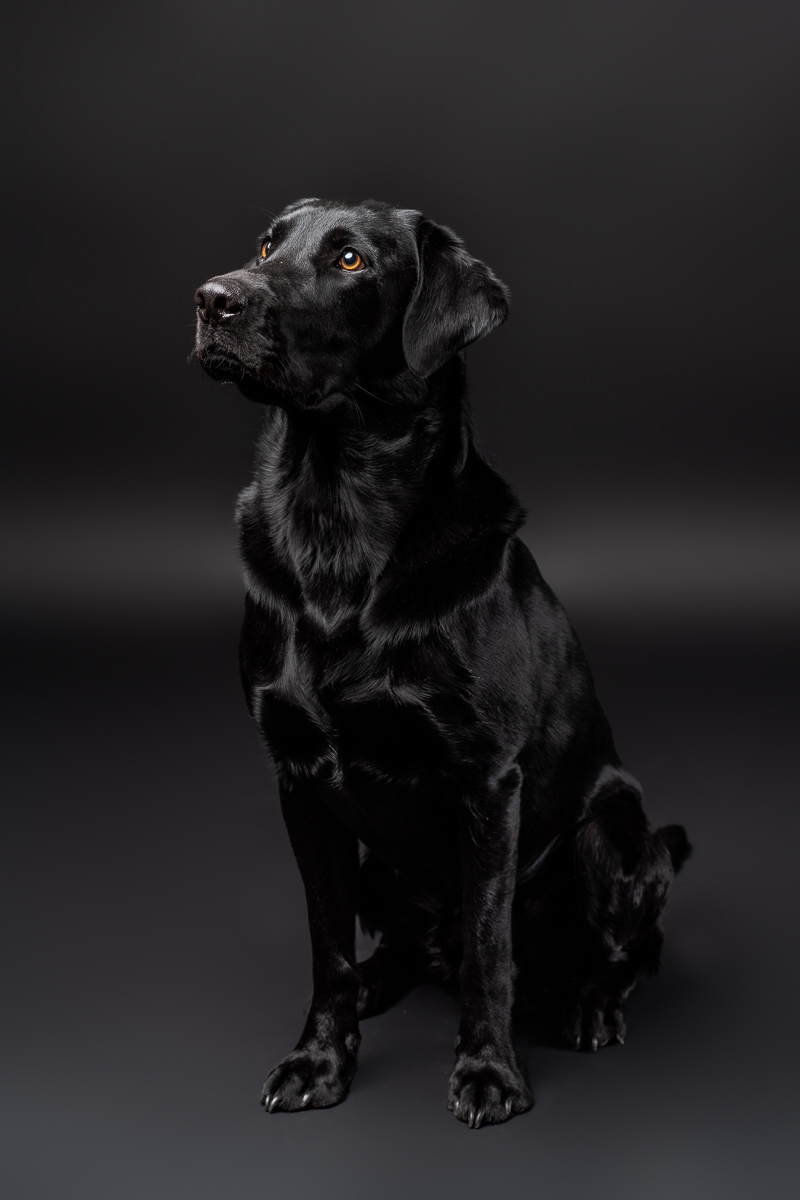 Hunde Fotoshooting im Fotostudio