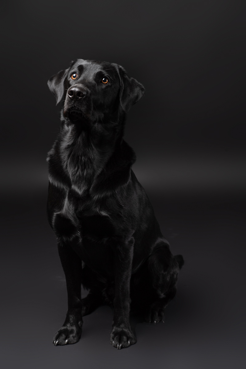 Hunde Fotoshooting im Fotostudio
