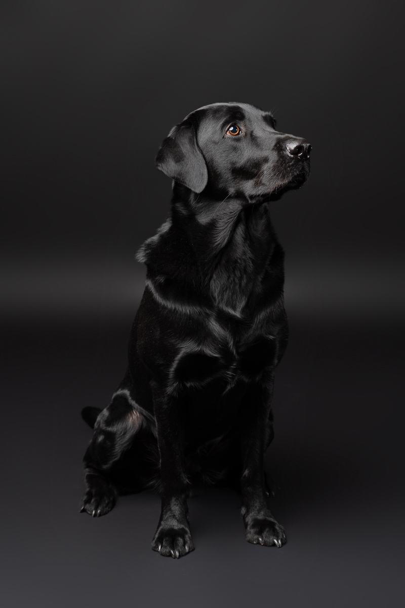 Hunde Fotoshooting im Fotostudio