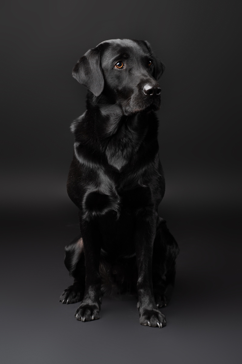 Hunde Fotoshooting im Fotostudio