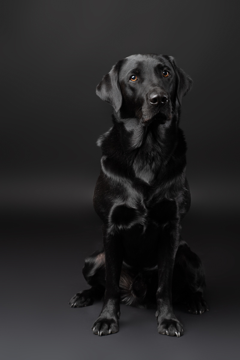 Hunde Fotoshooting im Fotostudio