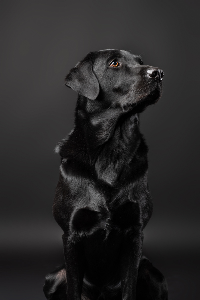 Hunde Fotoshooting im Fotostudio