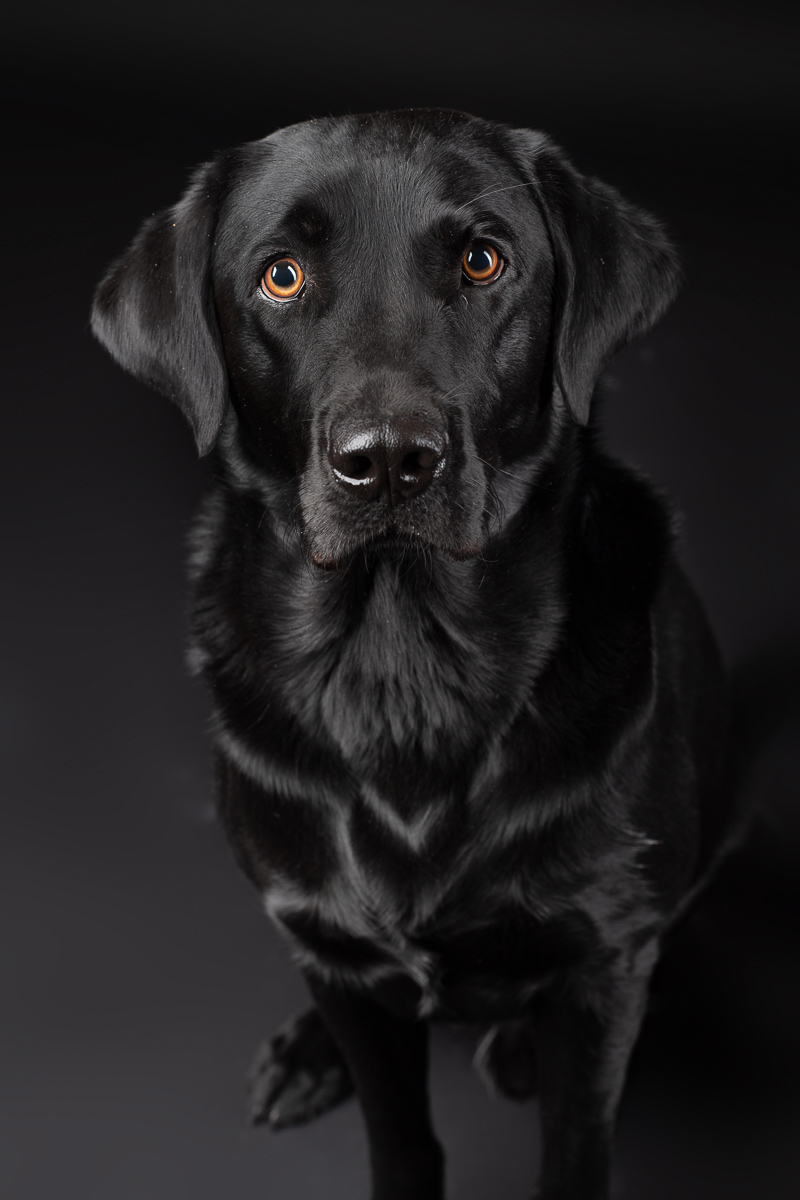 Hunde Fotoshooting im Fotostudio
