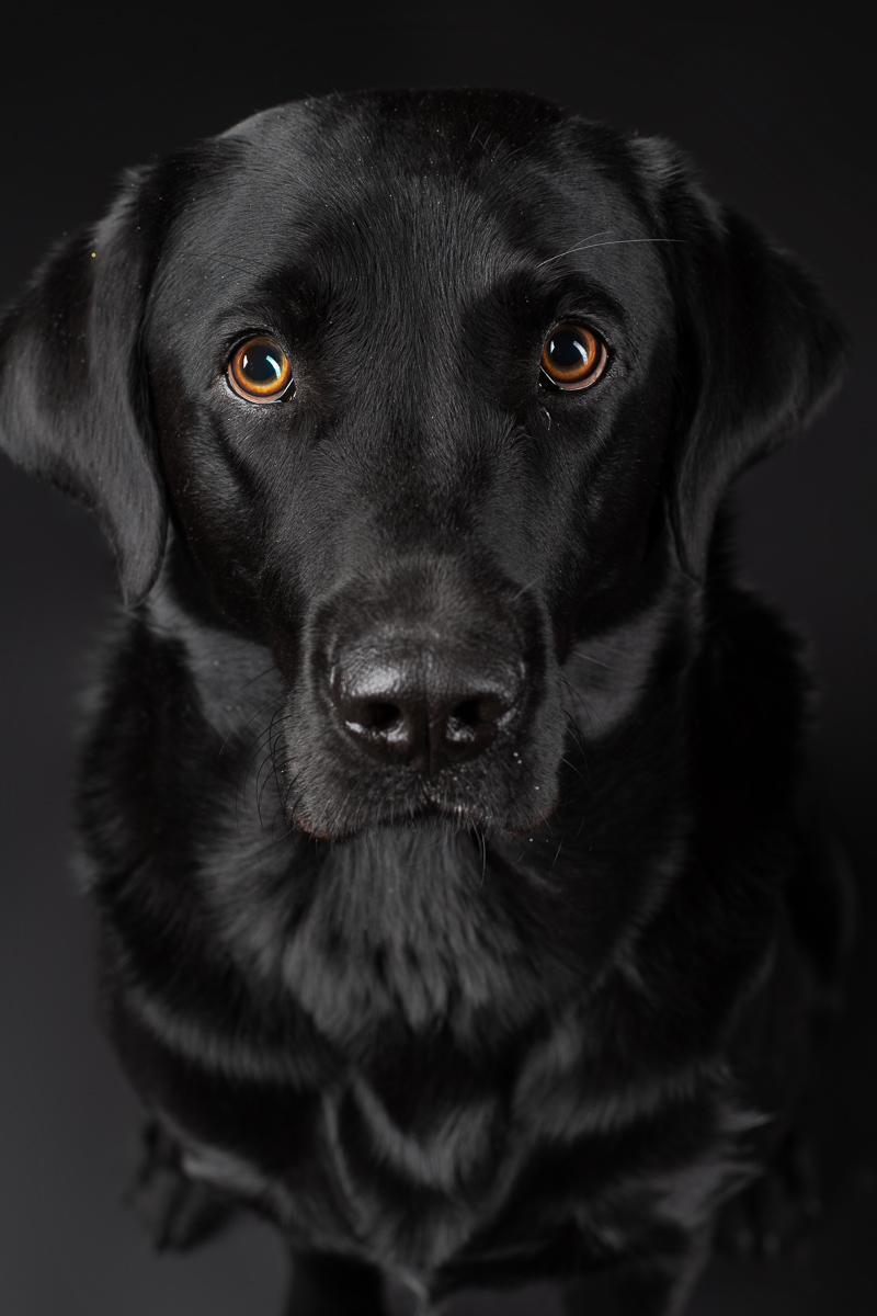 Hunde Fotoshooting im Fotostudio
