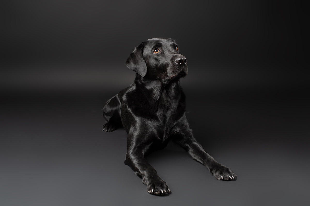 Hunde Fotoshooting im Fotostudio