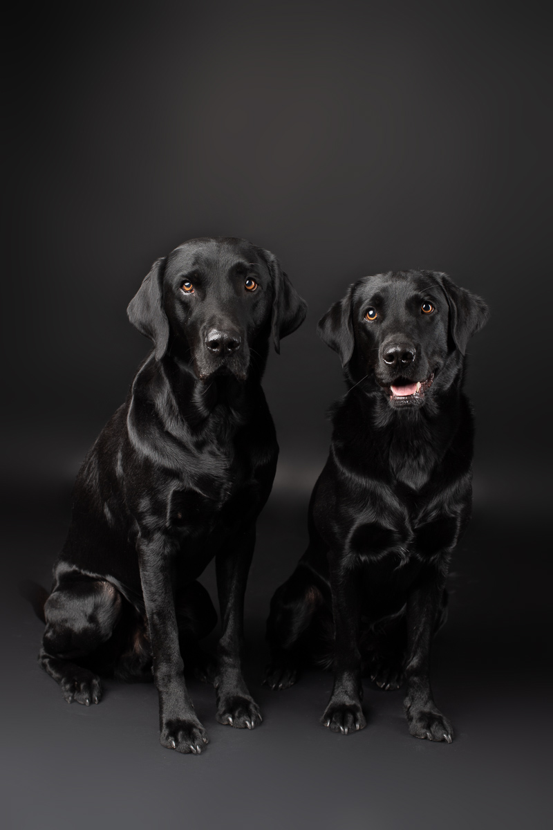 Hunde Fotoshooting im Fotostudio