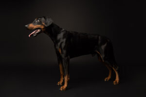 HundeshootingApolloMerlin Fotoshooting Hund Fotostudio