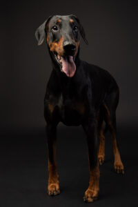 HundeshootingApolloMerlin Fotoshooting Hund Fotostudio