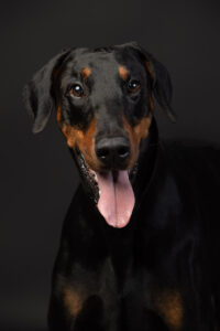 HundeshootingApolloMerlin Fotoshooting Hund Fotostudio