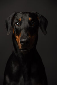 HundeshootingApolloMerlin Fotoshooting Hund Fotostudio