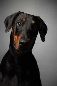 HundeshootingApolloMerlin Fotoshooting Hund Fotostudio