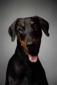 HundeshootingApolloMerlin Fotoshooting Hund Fotostudio