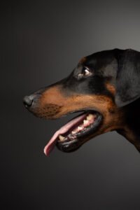 HundeshootingApolloMerlin Fotoshooting Hund Fotostudio