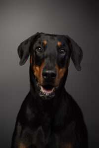 HundeshootingApolloMerlin Fotoshooting Hund Fotostudio