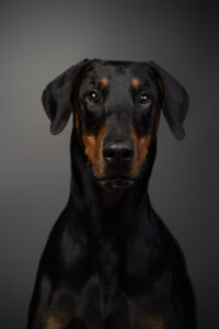 HundeshootingApolloMerlin Fotoshooting Hund Fotostudio