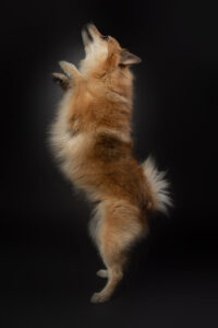 HundeshootingApolloMerlin Fotoshooting Hund Fotostudio
