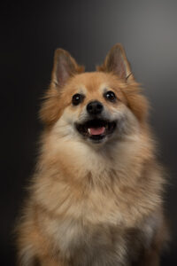 HundeshootingApolloMerlin Fotoshooting Hund Fotostudio