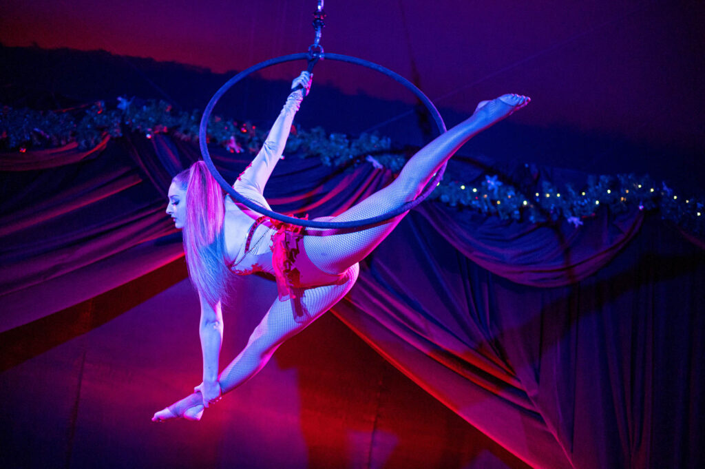 Bellis Weihnachts Variete