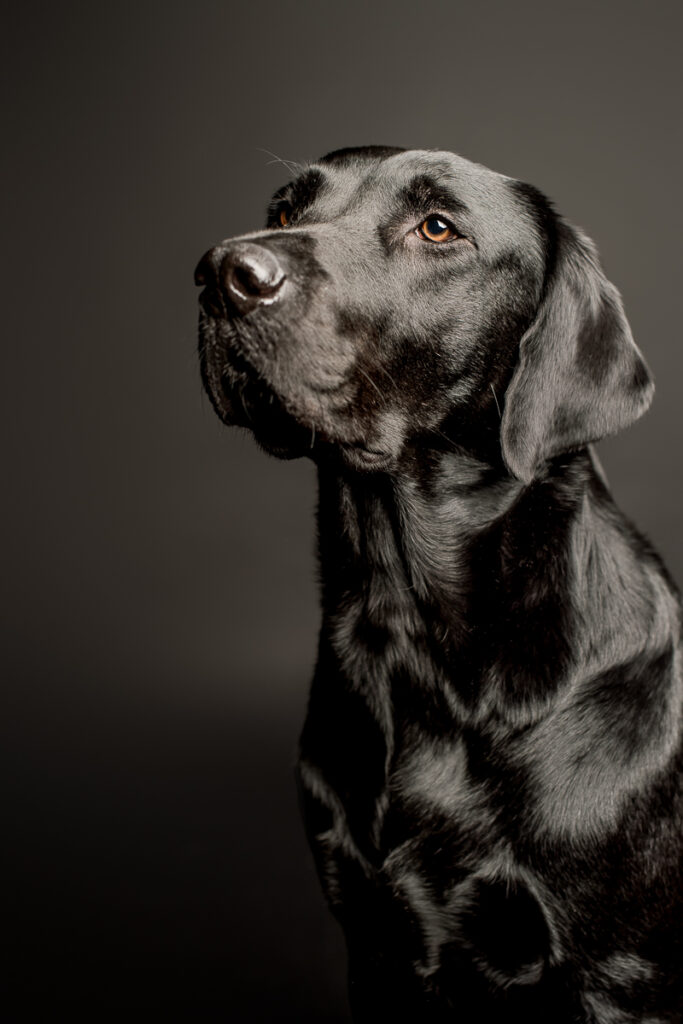 Fotoshooting Hund in Obwalden