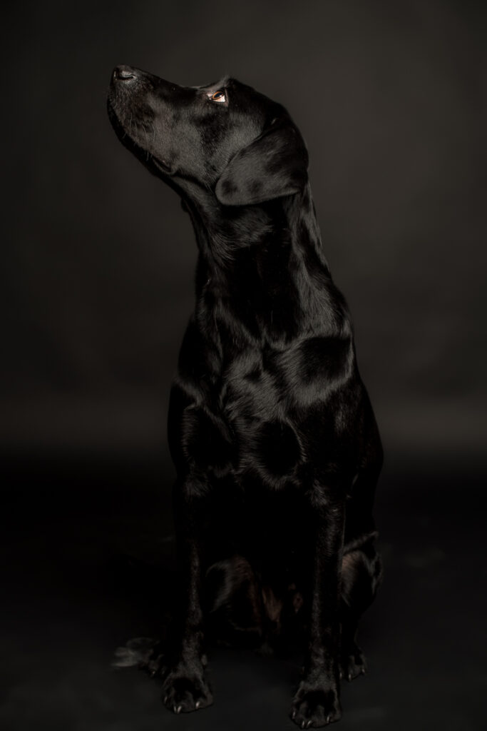 Fotoshooting Hund in Obwalden