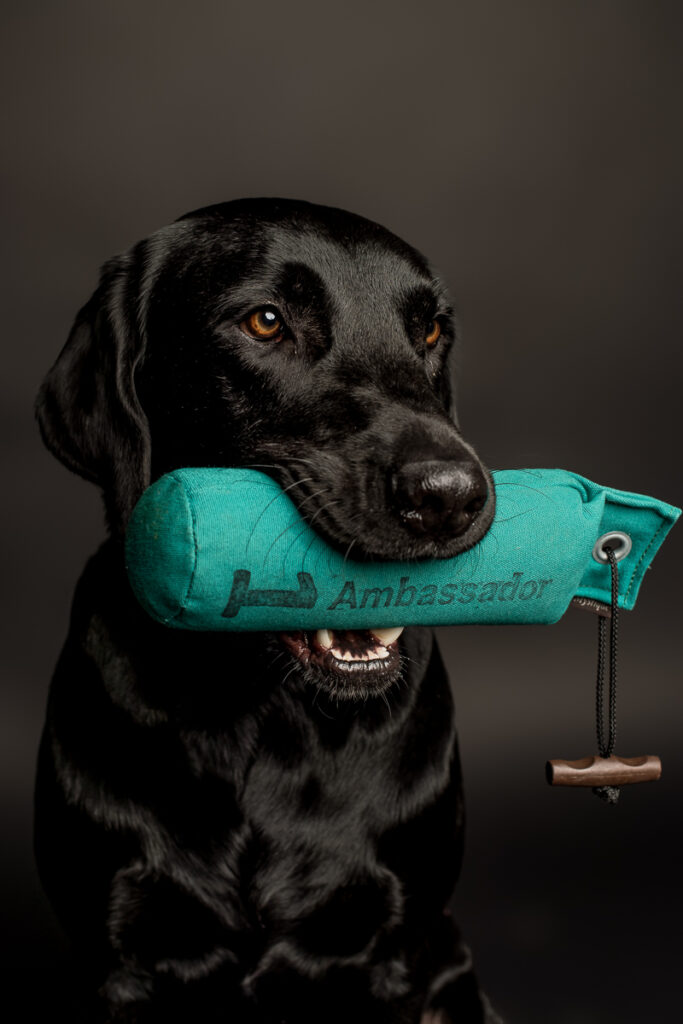 Fotoshooting Hund in Obwalden