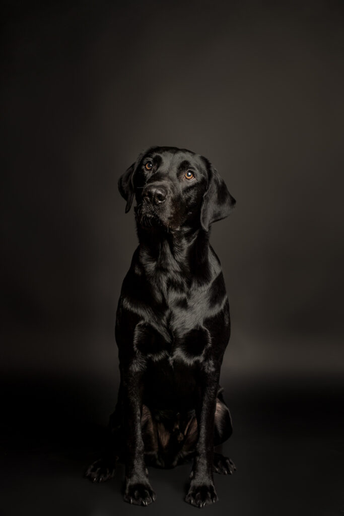 Fotoshooting Hund in Obwalden