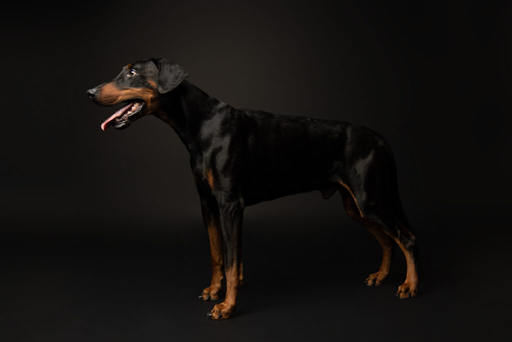 HundeshootingApolloMerlin