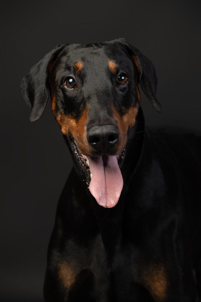 HundeshootingApolloMerlin