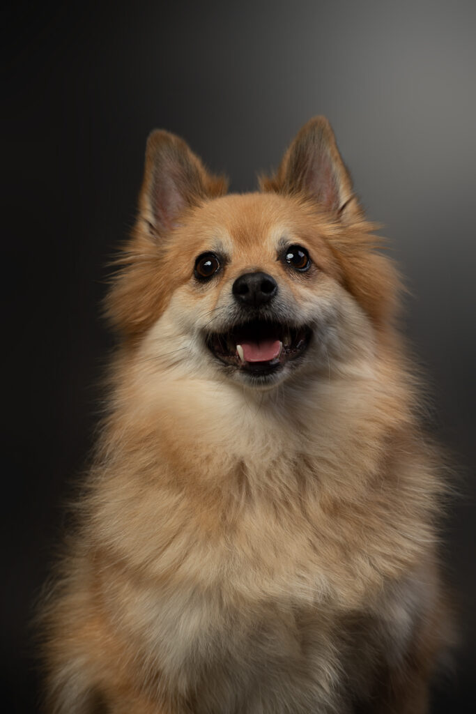 HundeshootingApolloMerlin