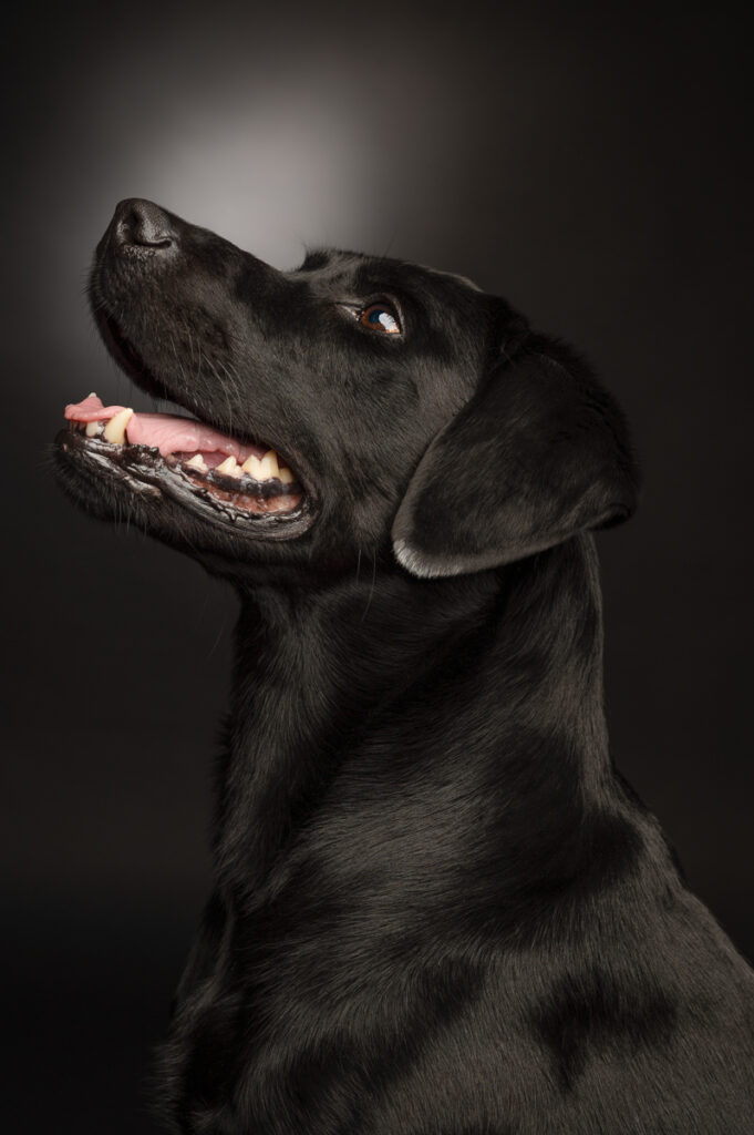 Hunde Fotoshooting Babertscher