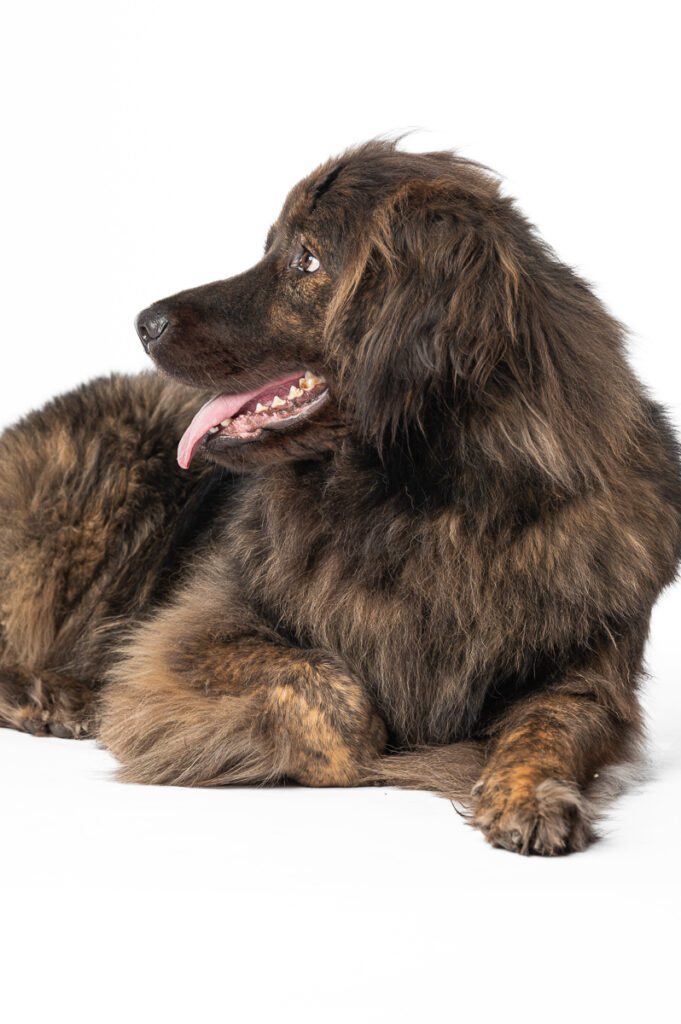 Hunde Fotoshooting im Studio